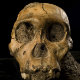 hominid fossil find