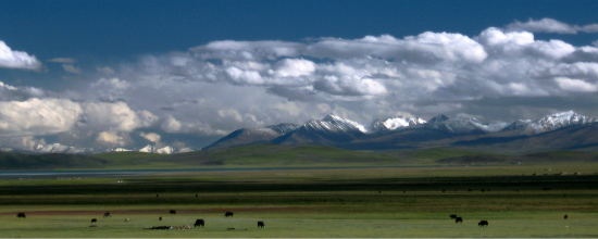 Yaks Central Tibet